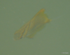 Monodactylus argenteus