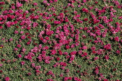 Trifolium burchellianum