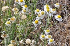 Erigeron pumilus