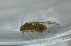 Ectopsocus briggsi