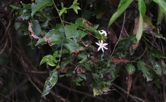Jasminum elongatum