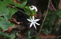 Jasminum elongatum