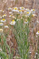 Erigeron pumilus