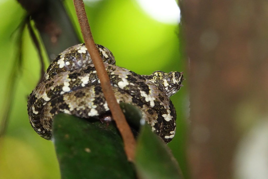 Speckled Forest Pit Viper from Piamonte, Cauca, Colombia on January 25 ...