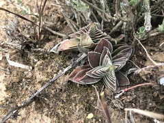 Crassula capitella thyrsiflora