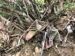 Crassula capitella thyrsiflora