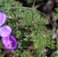 Geranium multisectum
