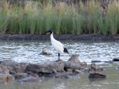 Threskiornis molucca