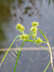Cyperus eragrostis