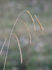 Paspalum dilatatum