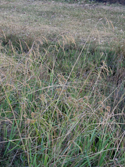 Paspalum dilatatum