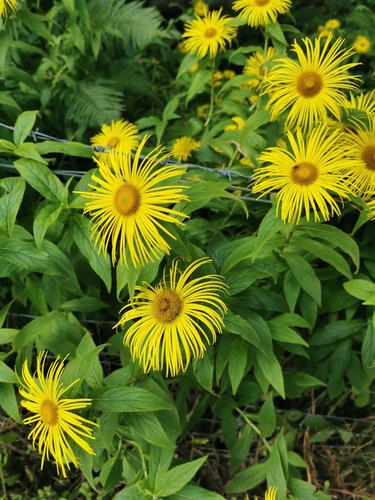 Image of Inula hookeri by no rights reserved