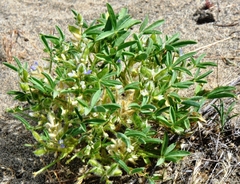 Lupinus pusillus