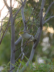 Ptilotula penicillata