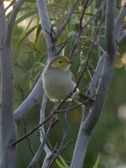 Ptilotula penicillata