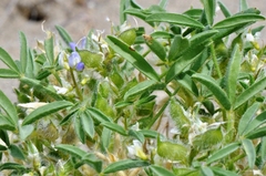 Lupinus pusillus