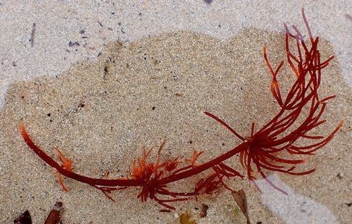 Corynecladia clavata, 2023-07-25