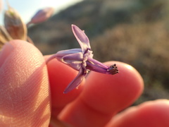 Triteleiopsis palmeri