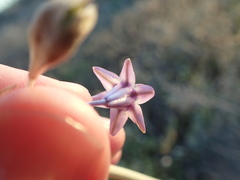 Triteleiopsis palmeri