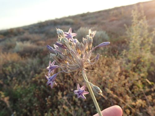 Image of Triteleiopsis palmeri by no rights reserved