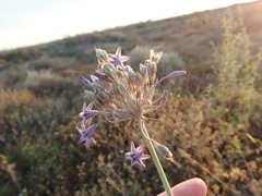 Triteleiopsis palmeri