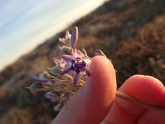Triteleiopsis palmeri