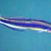 Parioglossus marginalis - Photo (c) sea-kangaroo, μερικά δικαιώματα διατηρούνται (CC BY-NC-ND), uploaded by sea-kangaroo