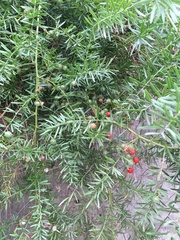 Asparagus racemosus