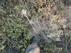 Triteleiopsis palmeri