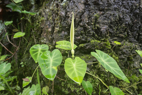 Remusatia pumila, photograph 1
