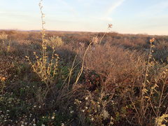 Triteleiopsis palmeri