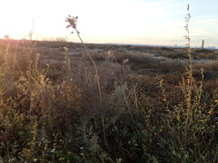 Triteleiopsis palmeri