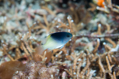 Rolland's demoiselle (Chrysiptera rollandi) — Pomacentridae