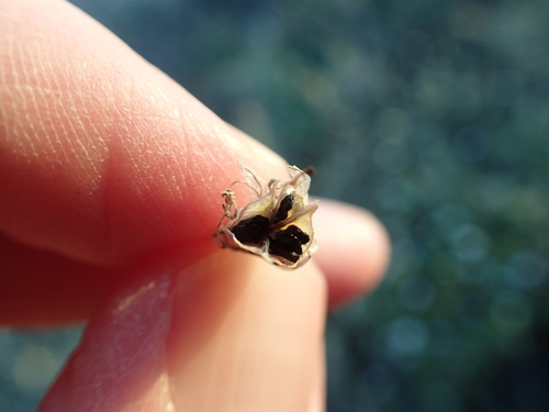 Image of Palmer's Bajalily (Triteleiopsis palmeri) by no rights reserved