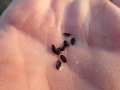 Triteleiopsis palmeri