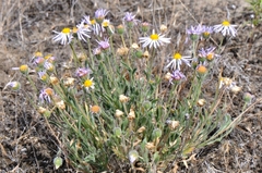 Erigeron poliospermus