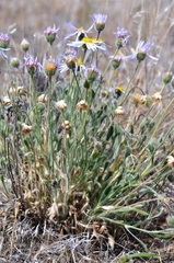 Erigeron poliospermus