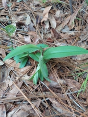 White Bog Orchid (Habenaria quinqueseta)
