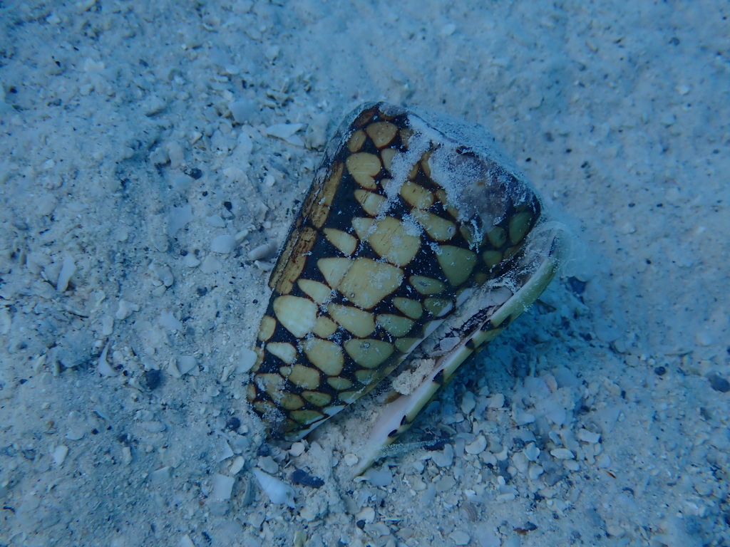 Marble cone