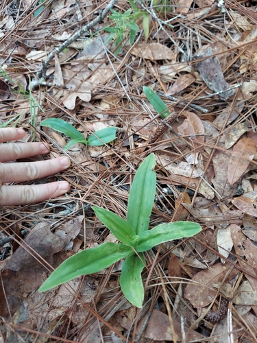 Image of Habenaria quinqueseta by (c) Athena Philips, some rights reserved (CC BY)