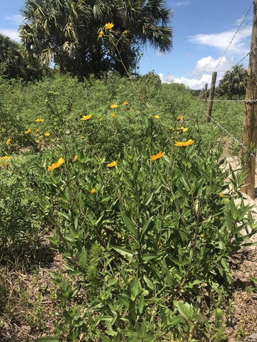 Image of Helianthus agrestis by (c) Pete Diamond, some rights reserved (CC BY)