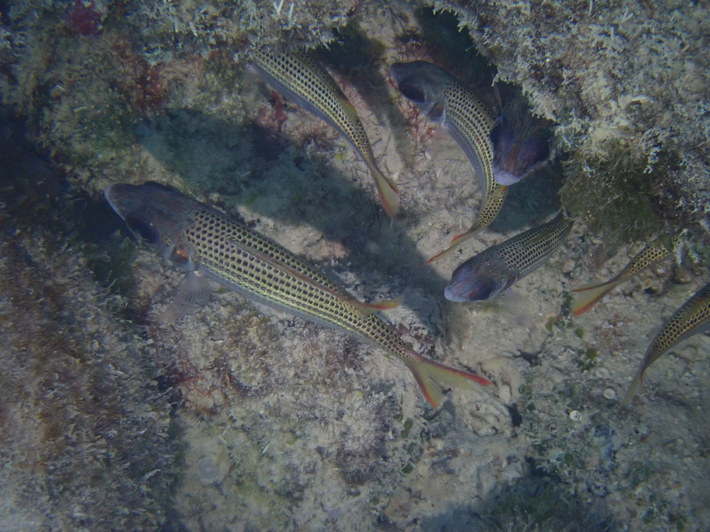 Clearfin Squirrelfish