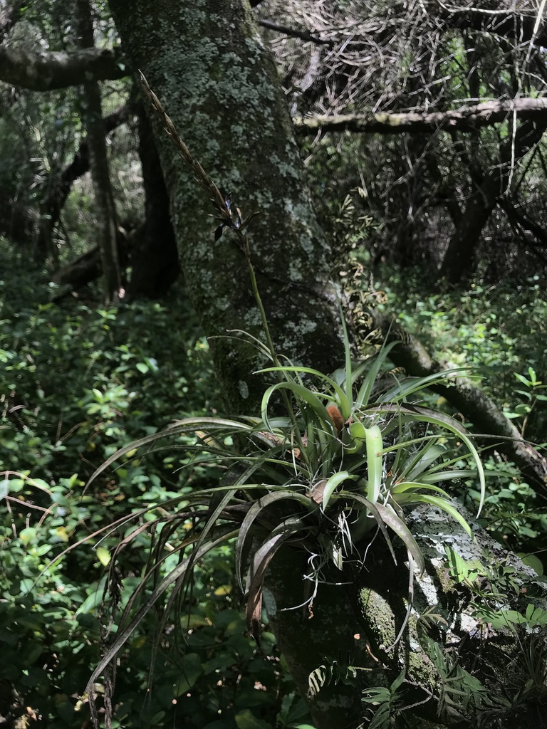 Tillandsia variabilis; photograph Pete Diamond, CC BY, iNaturalist via GBIF