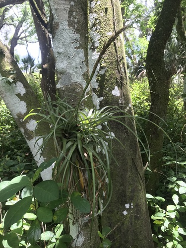 Tillandsia variabilis, photograph 1