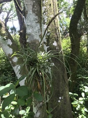 Pete Diamond, CC BY, iNaturalist via GBIF Tillandsia variabilis, photograph Pete Diamond, CC BY, iNaturalist via GBIF