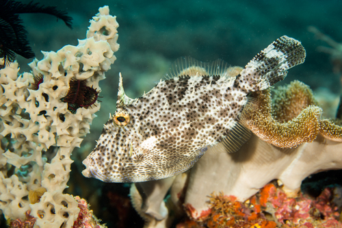 Langstaart-vijlvis (Pseudomonacanthus macrurus) — Monacanthidae — 3