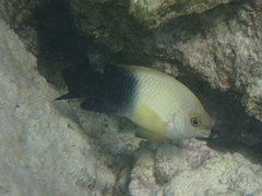 Onespot Demoiselle photo 2