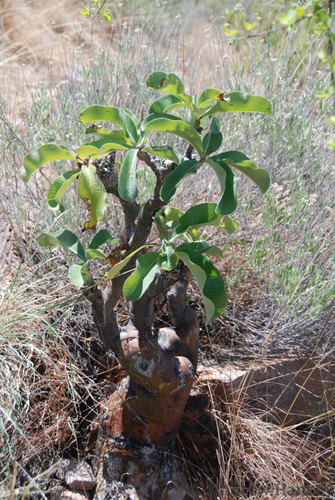 Bushman poison (Adenium boehmianum)