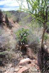 Adenium boehmianum