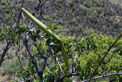 Strophanthus